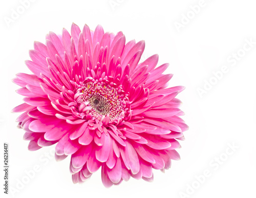 gerbera  flower