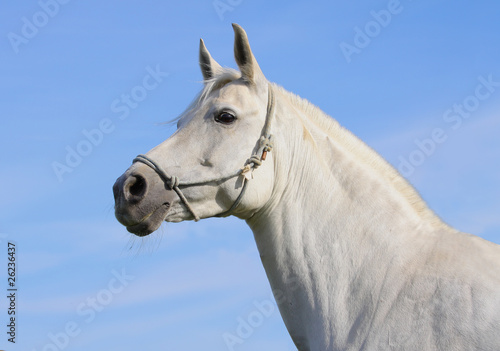 white horse