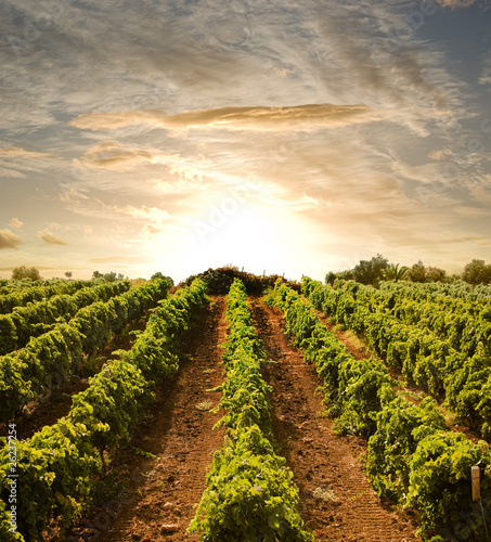 rows of vines to sunset