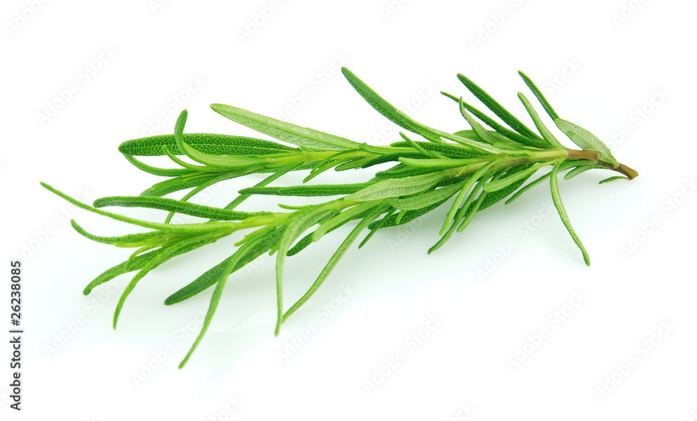 Fototapeta premium Rosemary