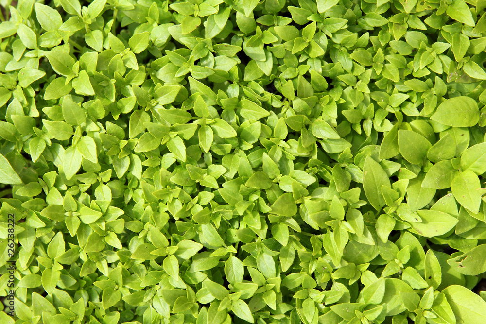 plantation of fresh aromatic small basil plantation of fresh aromatic small basil