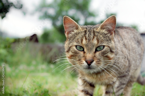 Green eyed cat staring into the camera - Cat in the garden