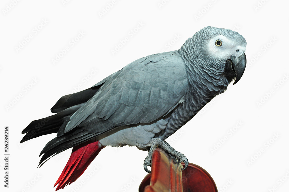 A Grey Parrot Isolated From The Background A Grey Parrot Isolated From The Background