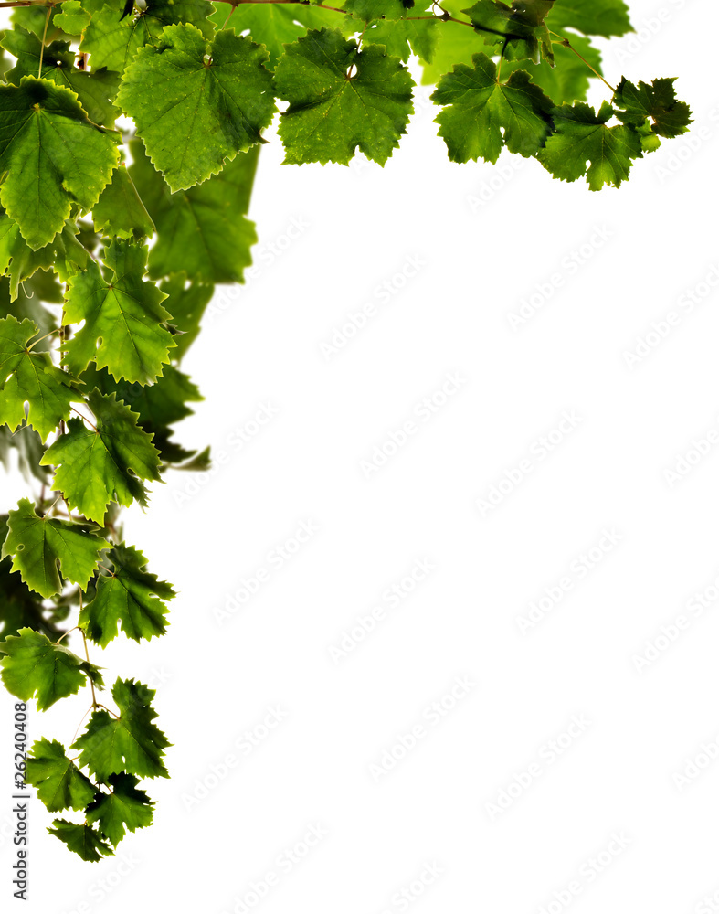 Branches of grape Branches of grape