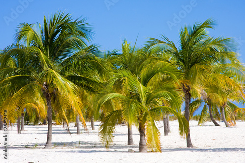 Photography Three palms