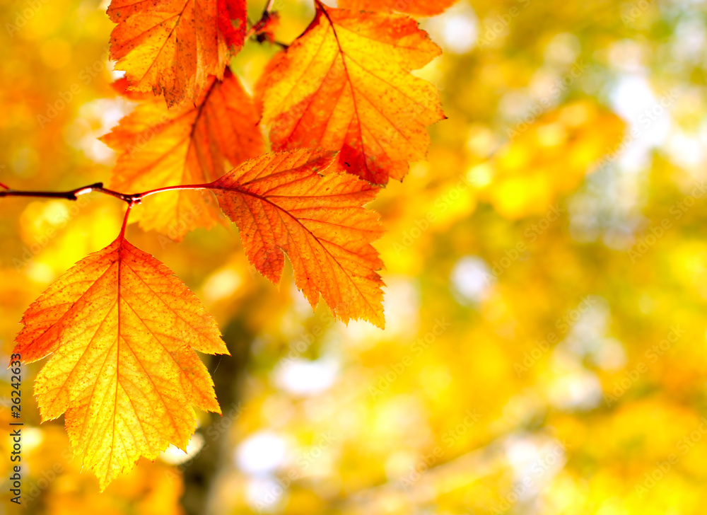 autumn foliage autumn foliage