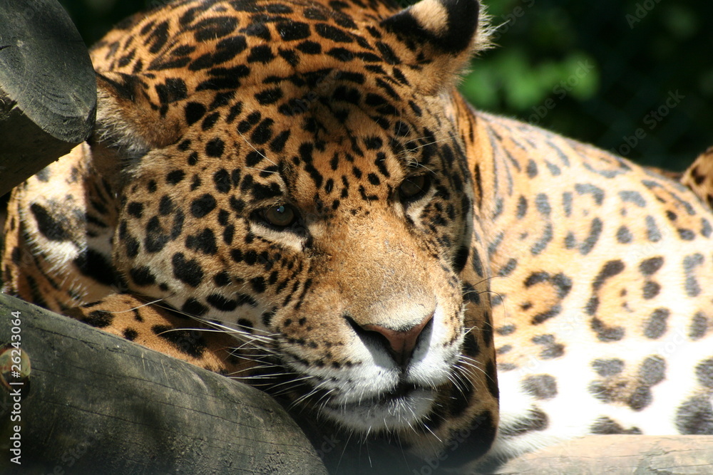 Jaguar Jaguar