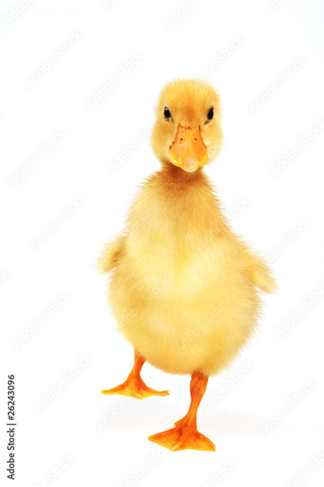 duck yellow duck yellow