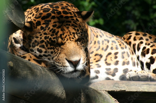 Jaguar © Peetsa