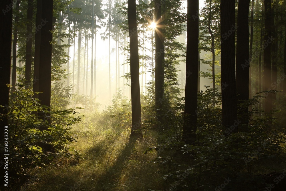 Sunbeam falls into misty spring forest Sunbeam falls into misty spring forest