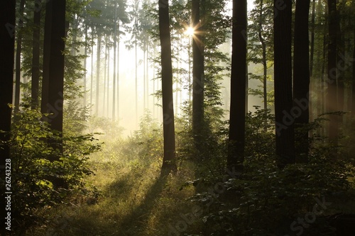 Sunbeam falls into misty spring forest