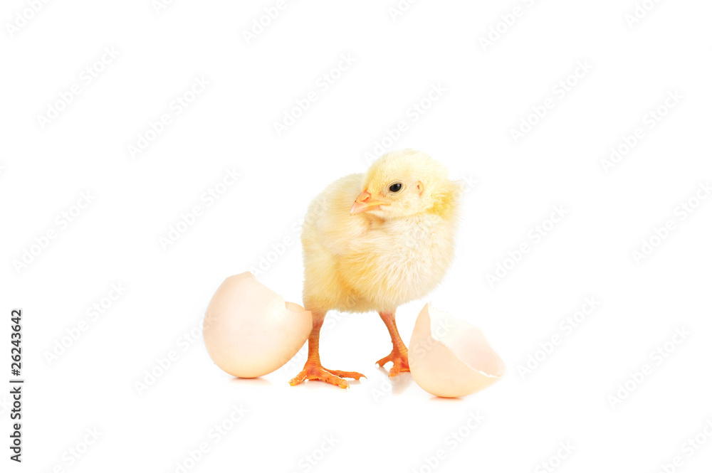 Obraz premium fluffy chicken