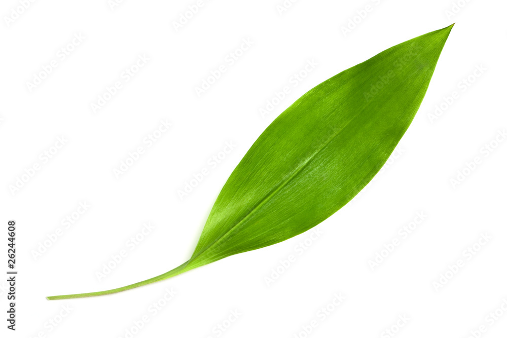 Lily of the valley leaf Lily of the valley leaf