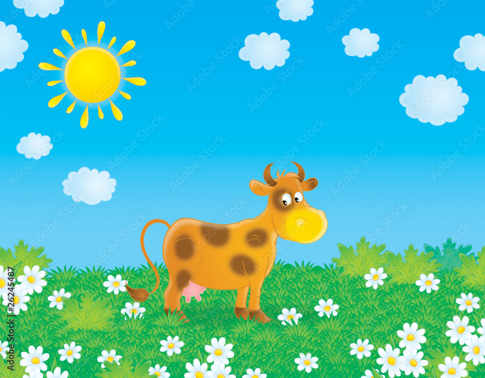 Brown cow grazes in a field with camomiles Brown cow grazes in a field with camomiles