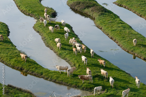 vue aérienne d'un troupeau de vaches dans le bocage photo