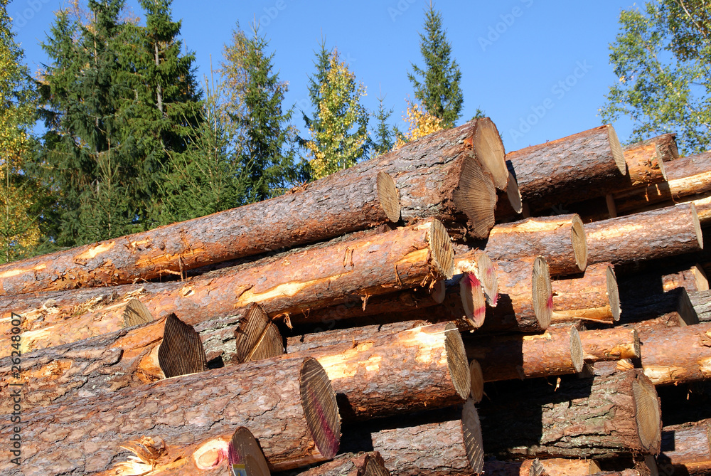 Stacked Pine Logs with Blue Sky Stacked Pine Logs with Blue Sky