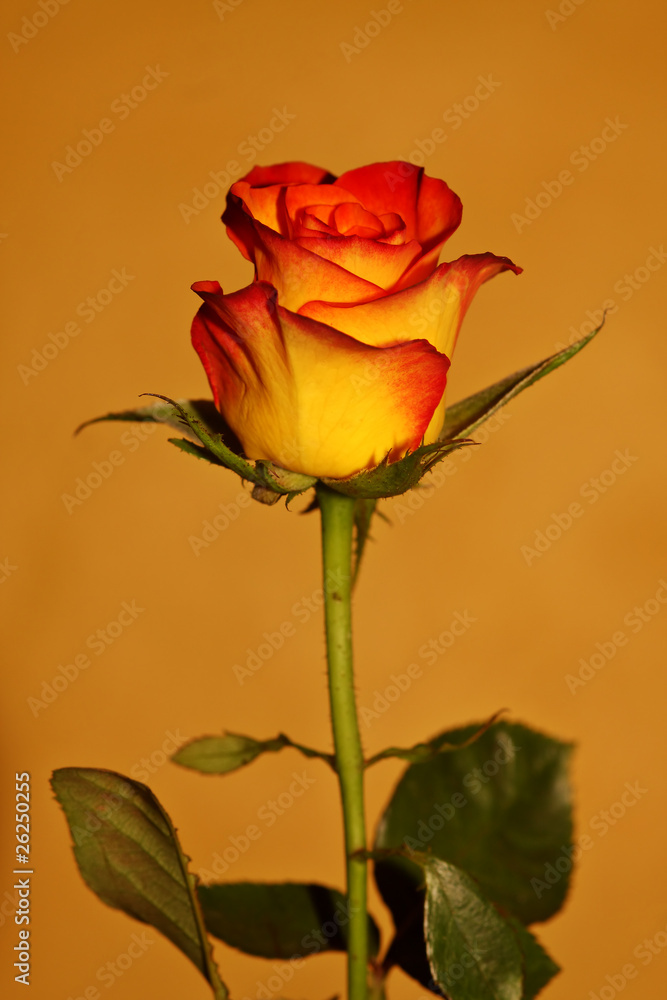 Rose gelb rot Stock Photo | Adobe Stock