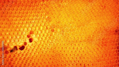 Honeybees buzz across and build a honeycomb