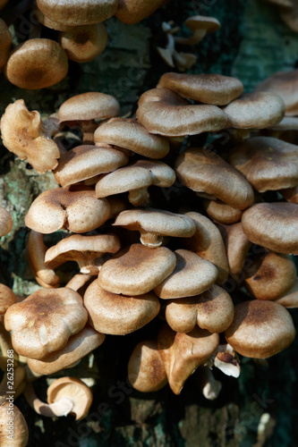 Group of mushrooms on a tree