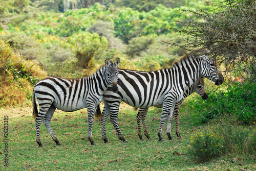 Zebras family with foals