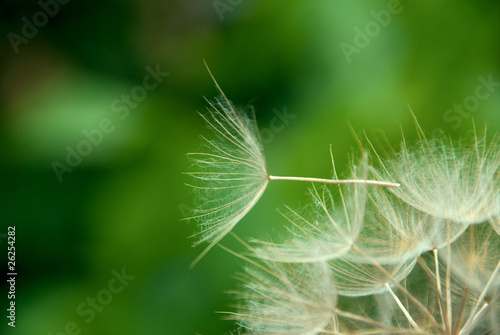 Dandelion close up against the nature