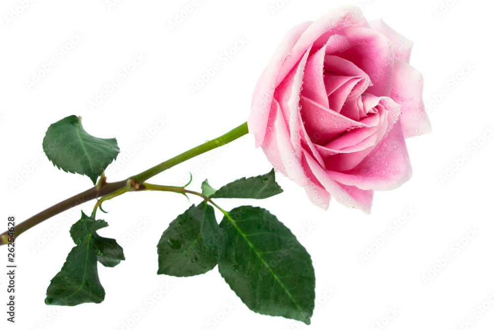 Fototapeta premium single rose