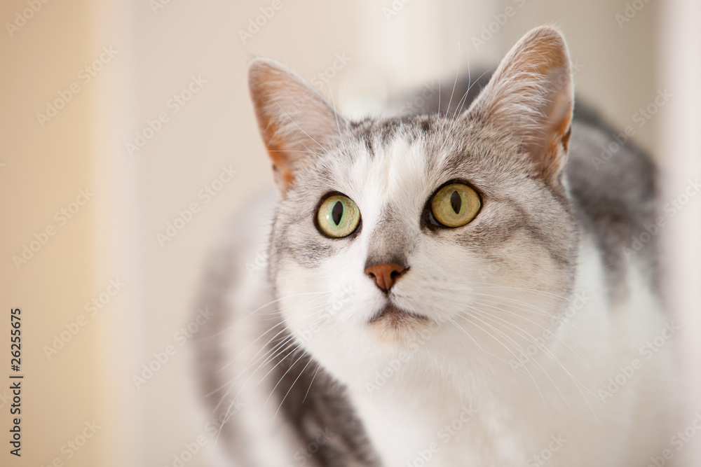 Beautiful cat Beautiful cat