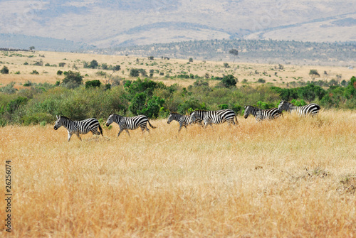 Zebras herd in the savannah  Masa-Mara  Kenya