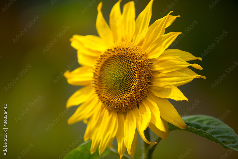 Sonnenblume Helianthus annuus auf Feld im Sommer Sonnenblume Helianthus annuus auf Feld im Sommer