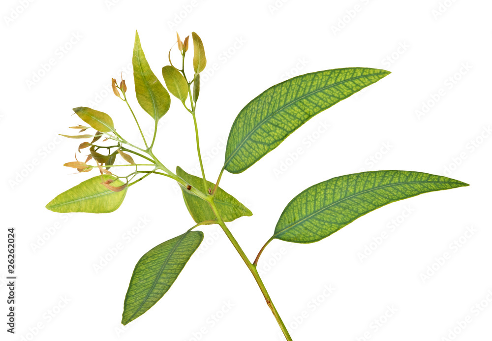 eucalyptus branch eucalyptus branch