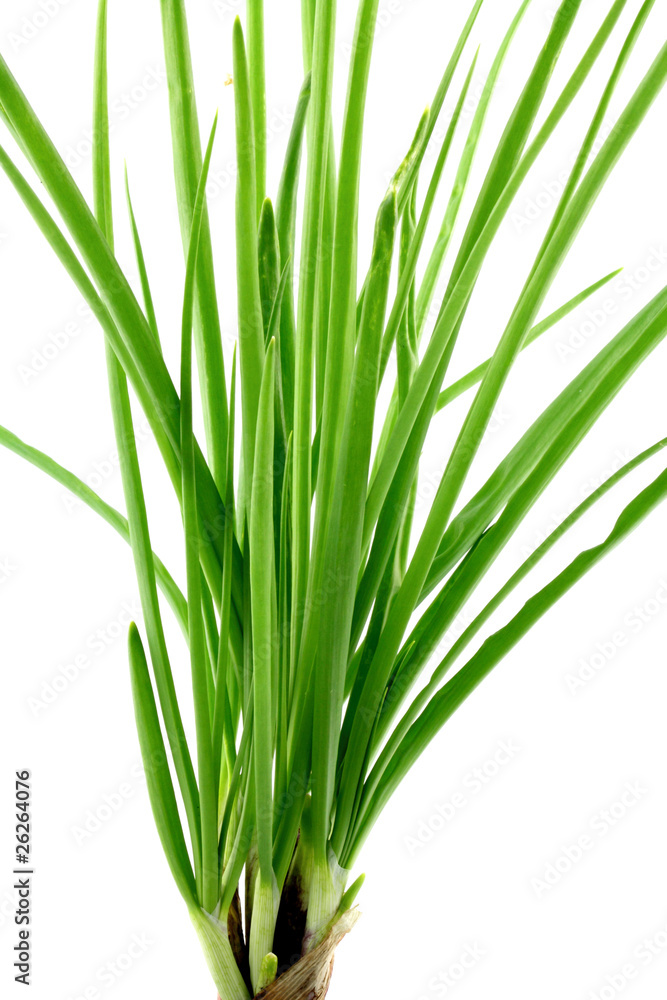 Obraz premium échalote