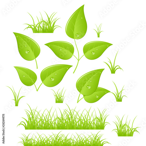 Green branches and grass