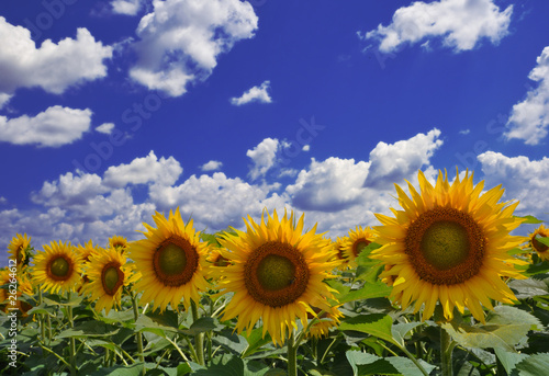 Gold sunflowers under the blue cloudy sky