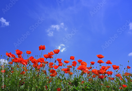 Poppies