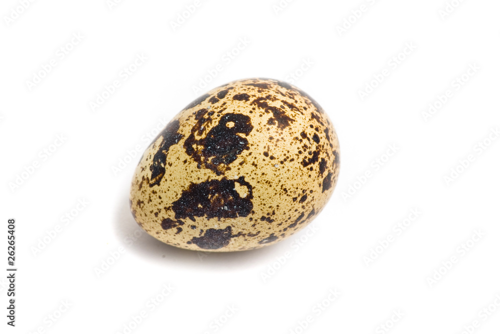 quail eggs quail eggs