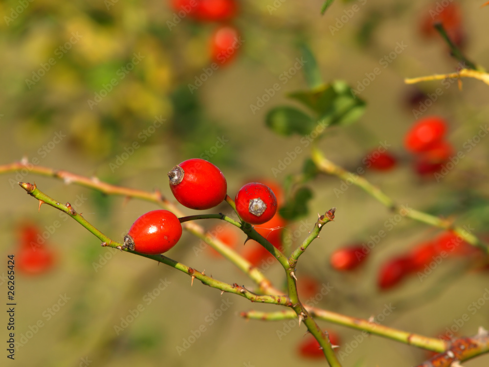 Red rose hips on bush Red rose hips on bush