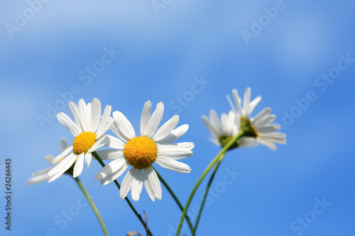 Daisy Flowers