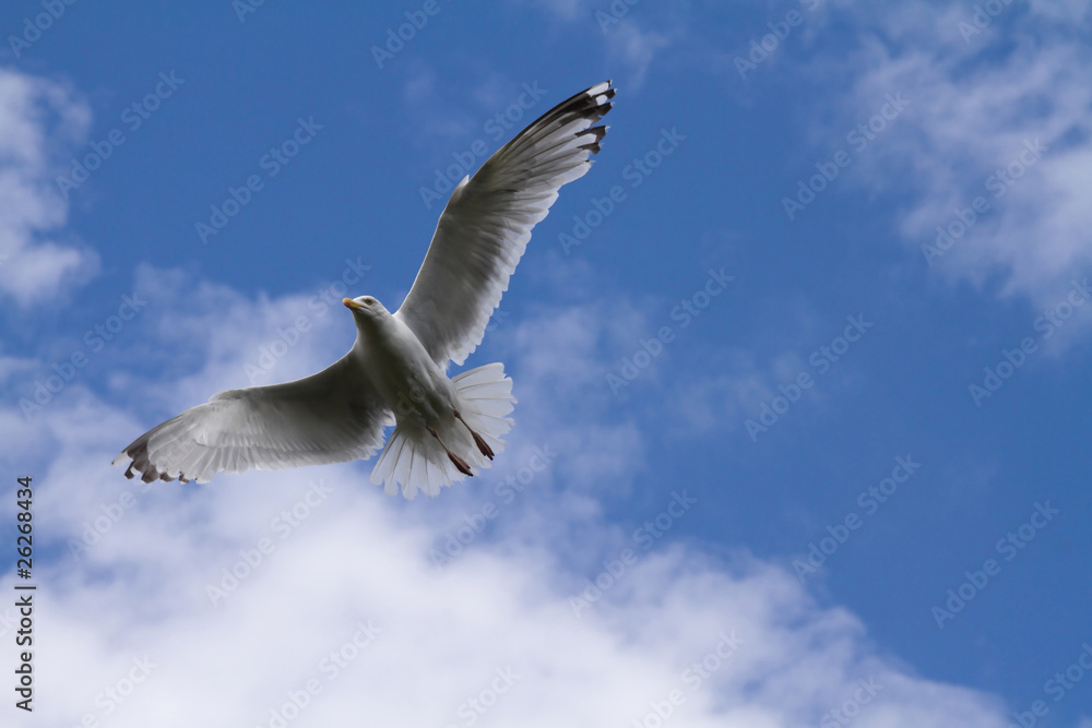 Obraz premium Seagull flying