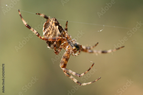 Striped spider