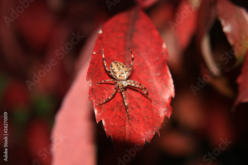 Araneus spider