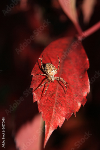 Araneus spider