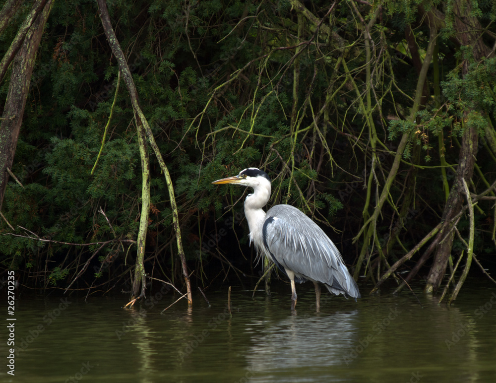 Heron Heron