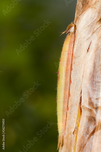 Owl Butterfly caterpillar