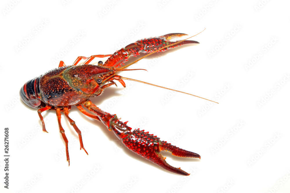 crayfish