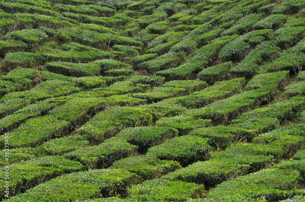 tee plantation in malaysia