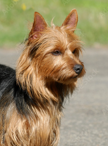 Obraz na plátně AUSTRALIAN TERRIER