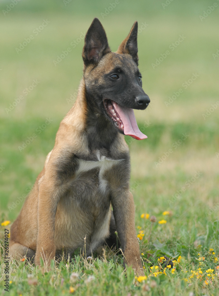 BELGA, CUCCIOLO. BELGA, CUCCIOLO.