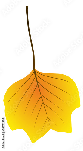 [V] Liriodendron tulipifera leaf