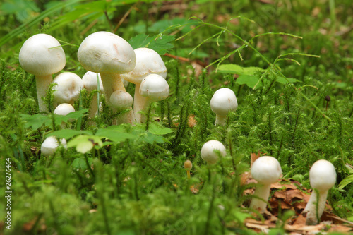 Photos White mushrooms in a moss