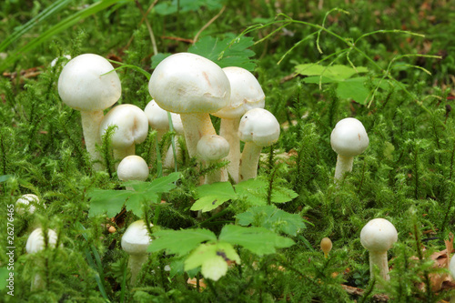 Obraz na płótnie White mushrooms in a moss